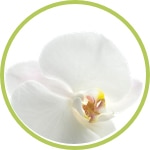 Orquidea blanca