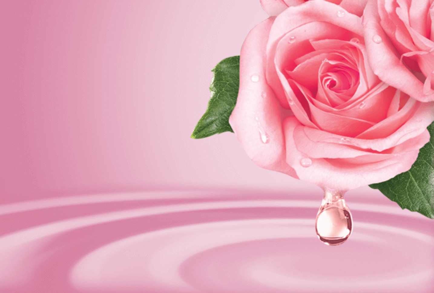 leche y petalos de rosa leche y petalos de rosa