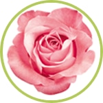 leche y petalos de rosa leche y petalos de rosa